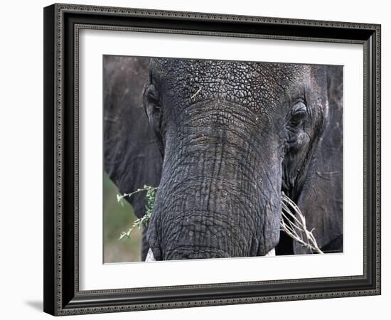 Close-up of African Elephant Trunk, Tanzania-Dee Ann Pederson-Framed Photographic Print