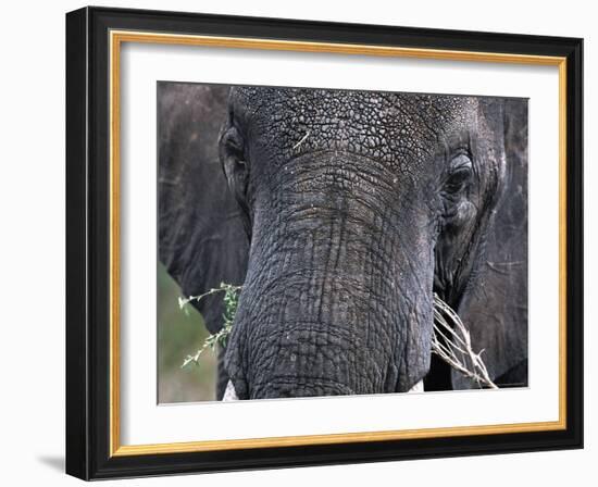 Close-up of African Elephant Trunk, Tanzania-Dee Ann Pederson-Framed Photographic Print