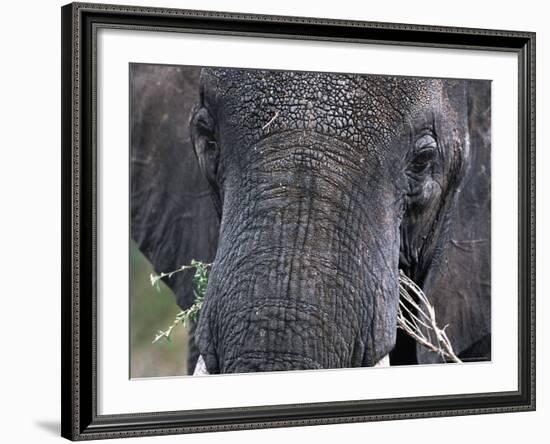 Close-up of African Elephant Trunk, Tanzania-Dee Ann Pederson-Framed Photographic Print