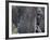 Close-up of African Elephant Trunk, Tanzania-Dee Ann Pederson-Framed Photographic Print