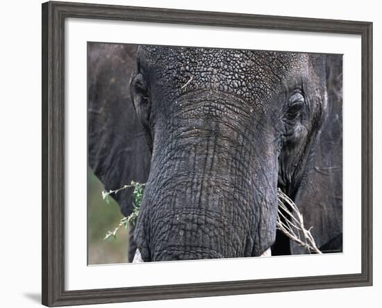 Close-up of African Elephant Trunk, Tanzania-Dee Ann Pederson-Framed Photographic Print