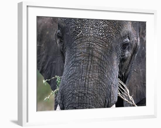 Close-up of African Elephant Trunk, Tanzania-Dee Ann Pederson-Framed Photographic Print