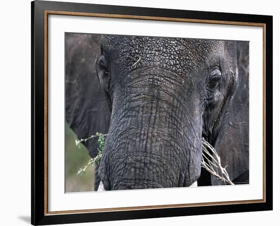 Close-up of African Elephant Trunk, Tanzania-Dee Ann Pederson-Framed Photographic Print