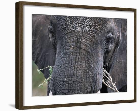 Close-up of African Elephant Trunk, Tanzania-Dee Ann Pederson-Framed Photographic Print