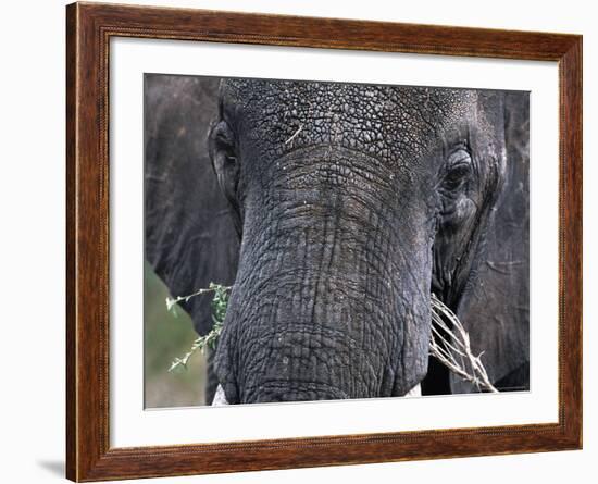 Close-up of African Elephant Trunk, Tanzania-Dee Ann Pederson-Framed Photographic Print