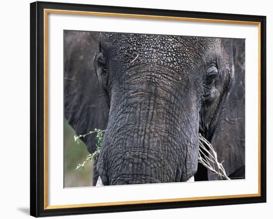 Close-up of African Elephant Trunk, Tanzania-Dee Ann Pederson-Framed Photographic Print