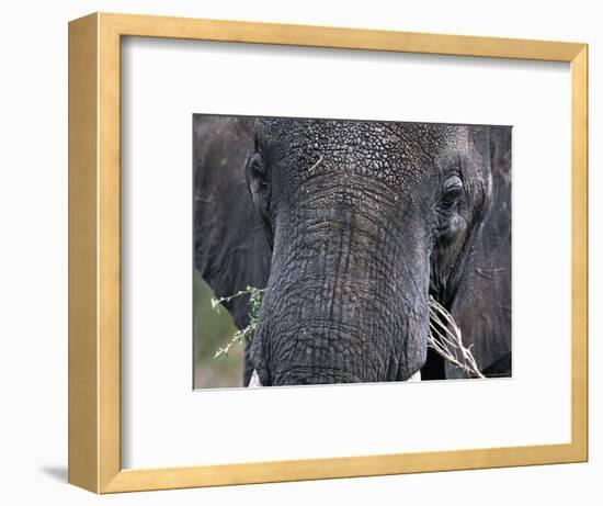 Close-up of African Elephant Trunk, Tanzania-Dee Ann Pederson-Framed Photographic Print