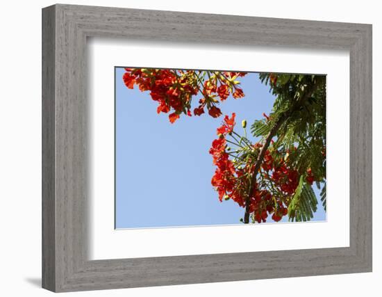 Close-Up of African Flame Tree, Stone Town, Zanzibar, Tanzania-Alida Latham-Framed Photographic Print