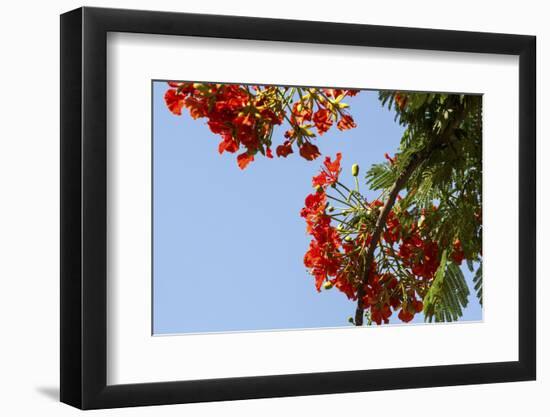 Close-Up of African Flame Tree, Stone Town, Zanzibar, Tanzania-Alida Latham-Framed Photographic Print