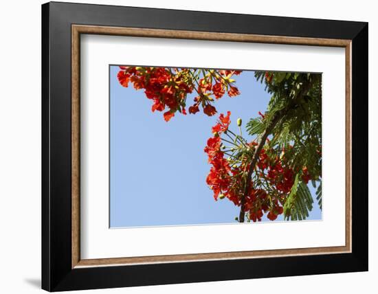 Close-Up of African Flame Tree, Stone Town, Zanzibar, Tanzania-Alida Latham-Framed Photographic Print