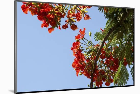 Close-Up of African Flame Tree, Stone Town, Zanzibar, Tanzania-Alida Latham-Mounted Photographic Print