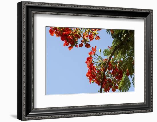 Close-Up of African Flame Tree, Stone Town, Zanzibar, Tanzania-Alida Latham-Framed Photographic Print