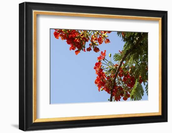 Close-Up of African Flame Tree, Stone Town, Zanzibar, Tanzania-Alida Latham-Framed Photographic Print