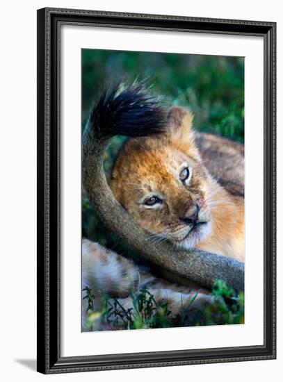 Close-Up of African Lion (Panthera Leo), Ndutu, Ngorongoro Conservation Area, Tanzania-null-Framed Photographic Print