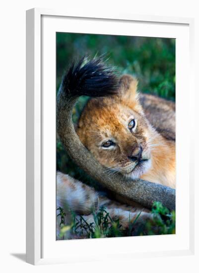 Close-Up of African Lion (Panthera Leo), Ndutu, Ngorongoro Conservation Area, Tanzania-null-Framed Photographic Print