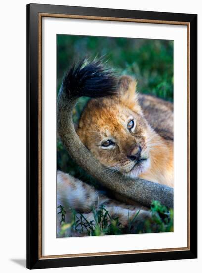 Close-Up of African Lion (Panthera Leo), Ndutu, Ngorongoro Conservation Area, Tanzania-null-Framed Photographic Print