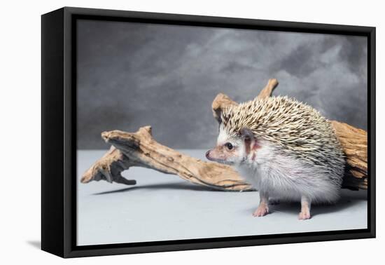 Close-up of African pygmy hedgehog-null-Framed Premier Image Canvas