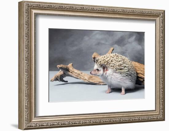 Close-up of African pygmy hedgehog-null-Framed Photographic Print