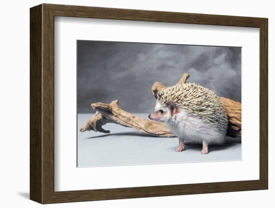 Close-up of African pygmy hedgehog-null-Framed Photographic Print