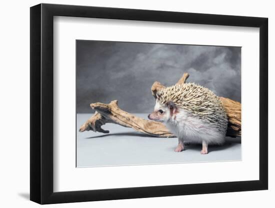 Close-up of African pygmy hedgehog-null-Framed Photographic Print