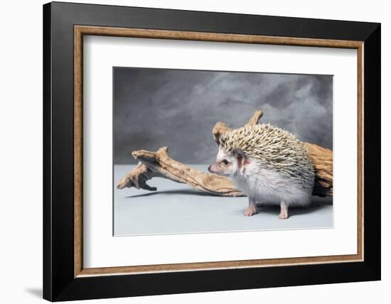 Close-up of African pygmy hedgehog-null-Framed Photographic Print