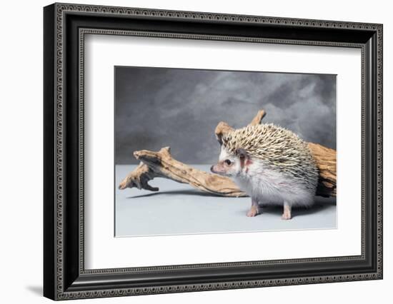 Close-up of African pygmy hedgehog-null-Framed Photographic Print