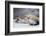 Close-up of African pygmy hedgehog-null-Framed Photographic Print