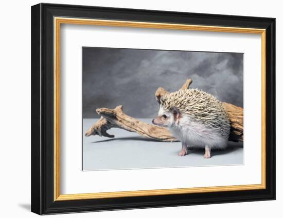 Close-up of African pygmy hedgehog-null-Framed Photographic Print