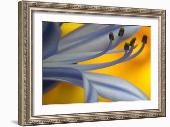 Close Up of Agapanthus-Richard Bryant-Framed Photographic Print