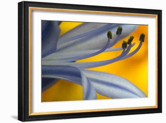 Close Up of Agapanthus-Richard Bryant-Framed Photographic Print