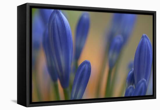 Close up of Agapanthus.-Richard Bryant-Framed Stretched Canvas