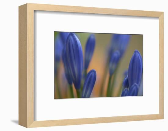 Close up of Agapanthus.-Richard Bryant-Framed Photo