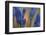 Close up of Agapanthus.-Richard Bryant-Framed Photo