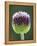 Close-Up of Allium Flower-Clive Nichols-Framed Premier Image Canvas