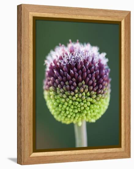 Close-Up of Allium Flower-Clive Nichols-Framed Premier Image Canvas