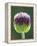 Close-Up of Allium Flower-Clive Nichols-Framed Premier Image Canvas