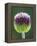 Close-Up of Allium Flower-Clive Nichols-Framed Premier Image Canvas