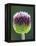 Close-Up of Allium Flower-Clive Nichols-Framed Premier Image Canvas