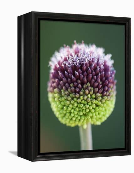 Close-Up of Allium Flower-Clive Nichols-Framed Premier Image Canvas