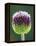 Close-Up of Allium Flower-Clive Nichols-Framed Premier Image Canvas