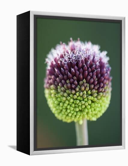 Close-Up of Allium Flower-Clive Nichols-Framed Premier Image Canvas