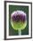 Close-Up of Allium Flower-Clive Nichols-Framed Photographic Print