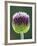Close-Up of Allium Flower-Clive Nichols-Framed Photographic Print