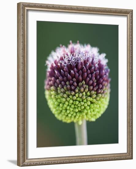 Close-Up of Allium Flower-Clive Nichols-Framed Photographic Print