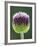 Close-Up of Allium Flower-Clive Nichols-Framed Photographic Print