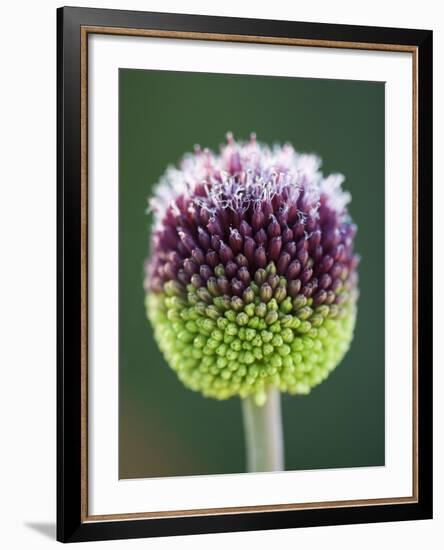 Close-Up of Allium Flower-Clive Nichols-Framed Photographic Print