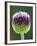 Close-Up of Allium Flower-Clive Nichols-Framed Photographic Print