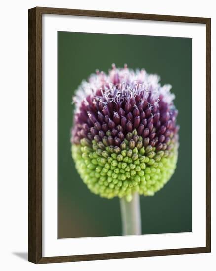 Close-Up of Allium Flower-Clive Nichols-Framed Photographic Print