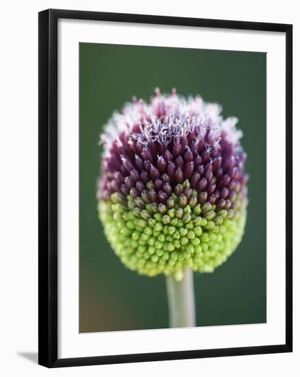 Close-Up of Allium Flower-Clive Nichols-Framed Photographic Print