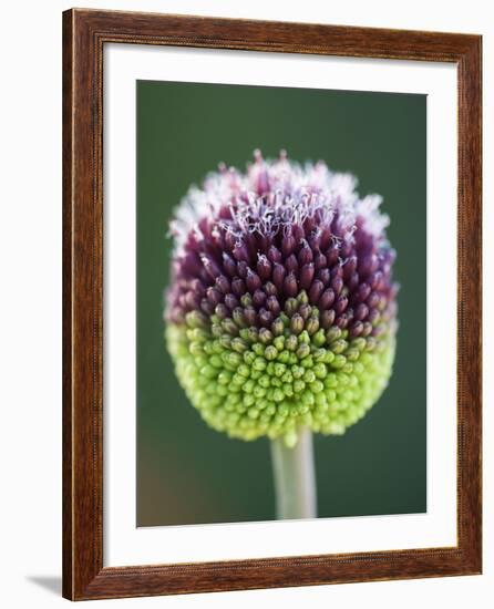 Close-Up of Allium Flower-Clive Nichols-Framed Photographic Print